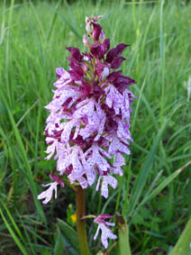 Orchis purpurea